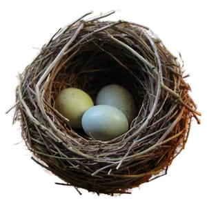 Nest In Sunset Png 56 PNG image