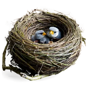 Nest With Baby Birds PNG 05252024