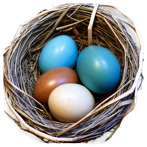 Nest With Blue Eggs PNG Whq33 PNG