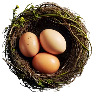 Nest With Eggs PNG 12 PNG
