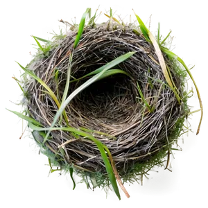 Nest With Morning Dew PNG 20 PNG