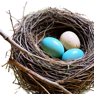 Nest With Robin Eggs PNG Pho
