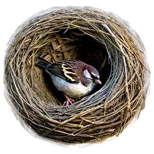 Nest With Sparrow PNG 95 PNG