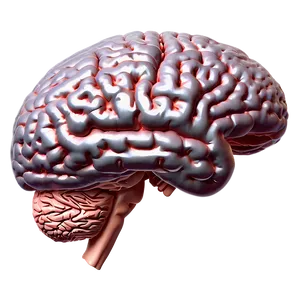 Neurological Brain Outline PNG 7
