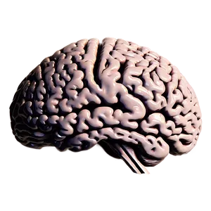 Neurological Brain Outline PNG 93