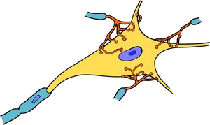 Neuron Structure Illustration PNG image