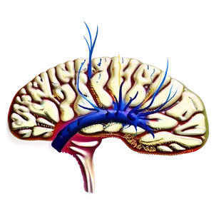Neuroscience Brain Png 2 PNG image