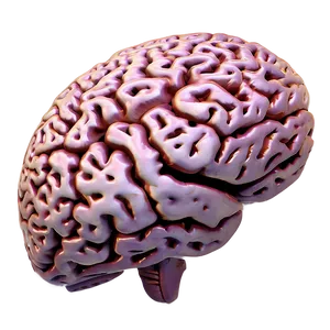 Neuroscience Brain Png 71 PNG image