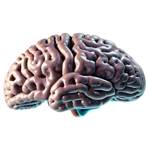 Neuroscience Brain Png Yjs PNG image