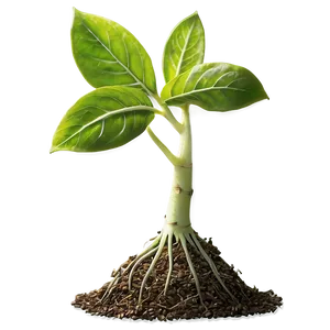 New Life Sprout PNG 22