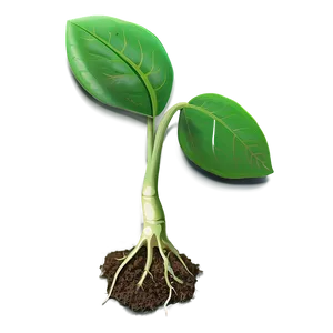 New Life Sprout PNG 30