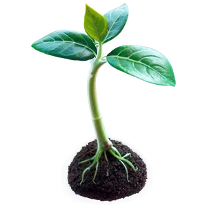 New Life Sprout PNG Jak45