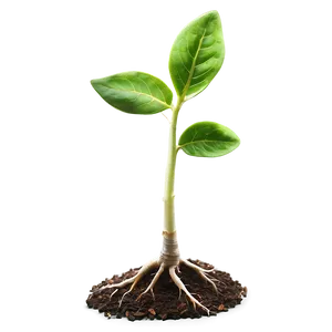 New Life Sprout PNG Oud23