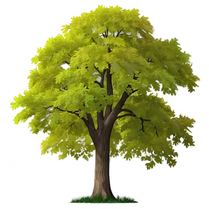 New York State Tree Sugar Maple Png 46 PNG image