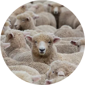 New Zealand Sheep Flock Circle PNG image