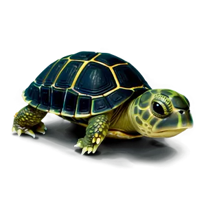 Newborn Baby Turtle PNG Wvx PNG