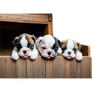Newborn Bulldog Puppies PNG 35 PNG