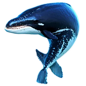 Newborn Humpback Whale Calf PNG Xya80 PNG