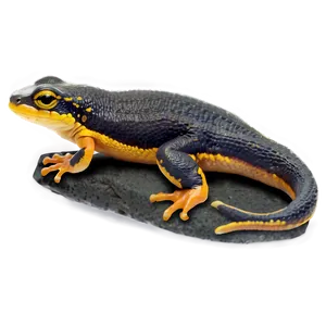 Newt On Rock Png 06242024 PNG image