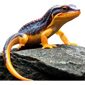 Newt On Rock Png Usp35 PNG image