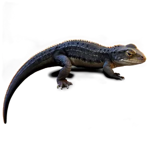 Newt Side View Png 06242024 PNG image