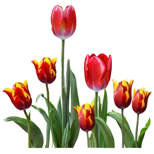 Night Blooming Tulips Png Ujs PNG image