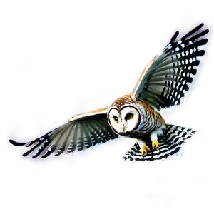 Night Owl Flying PNG 89
