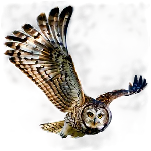 Night Owl Flying PNG Nil33