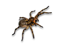 Night Prowler Spider PNG image