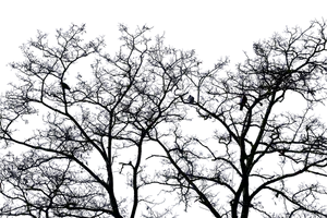 Nighttime Silhouetteof Trees PNG image