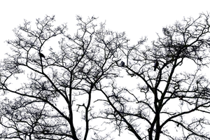 Nighttime Silhouetteof Trees