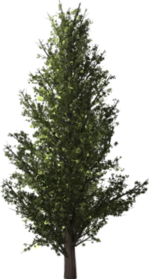 Nighttime Solitary Tree