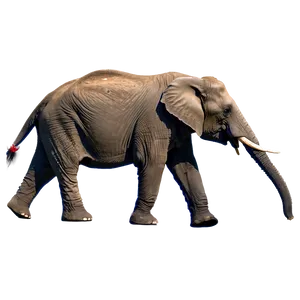Noble Elephant PNG 05062024