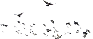 Nocturnal_ Flight_of_ Birds