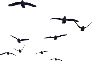 Nocturnal_ Flight_ Pattern