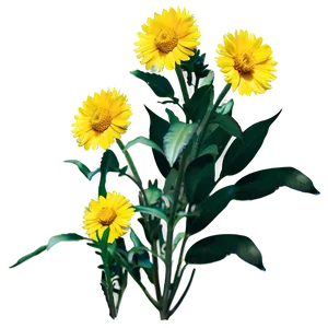 North Dakota State Flower Png 68 PNG image