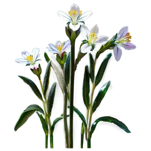 North Dakota State Flower PNG Nff94