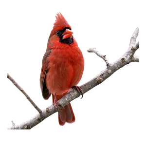 Northern Cardinal Male Png 27 PNG image