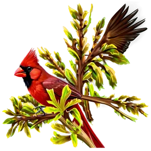 Northern Cardinal Male Png Gnw PNG image