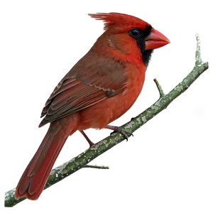 Northern Cardinal Male PNG Prg PNG