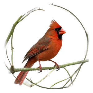 Northern Cardinal PNG 05242024