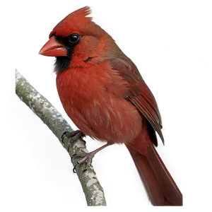 Northern Cardinal Png Gjq PNG image