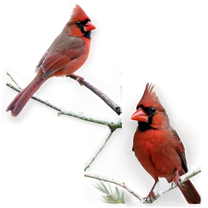 Northern Cardinal PNG Kal4