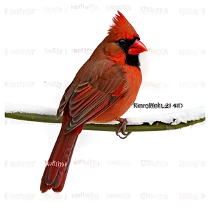 Northern Cardinal Png Sjp18 PNG image