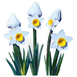 Nostalgic Narcissus Png Epi PNG image