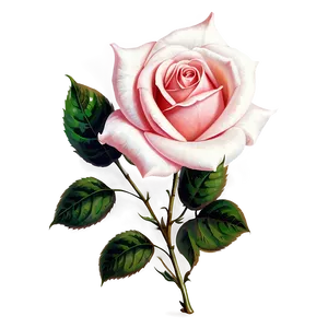 Nostalgic Rose Image Png Anm76 PNG image