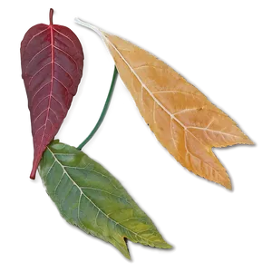 November Leaves Falling PNG Cjc