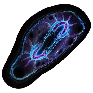 Nucleus Anatomy PNG 16
