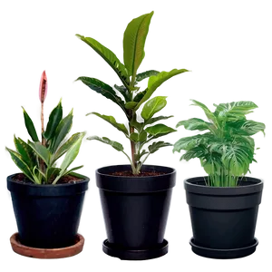 Nursery Plants PNG Oip PNG