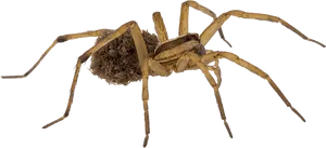 Nursery Web Spider With Egg Sac_ New Zealand PNG